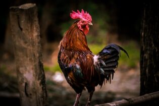 Chicken themed activities