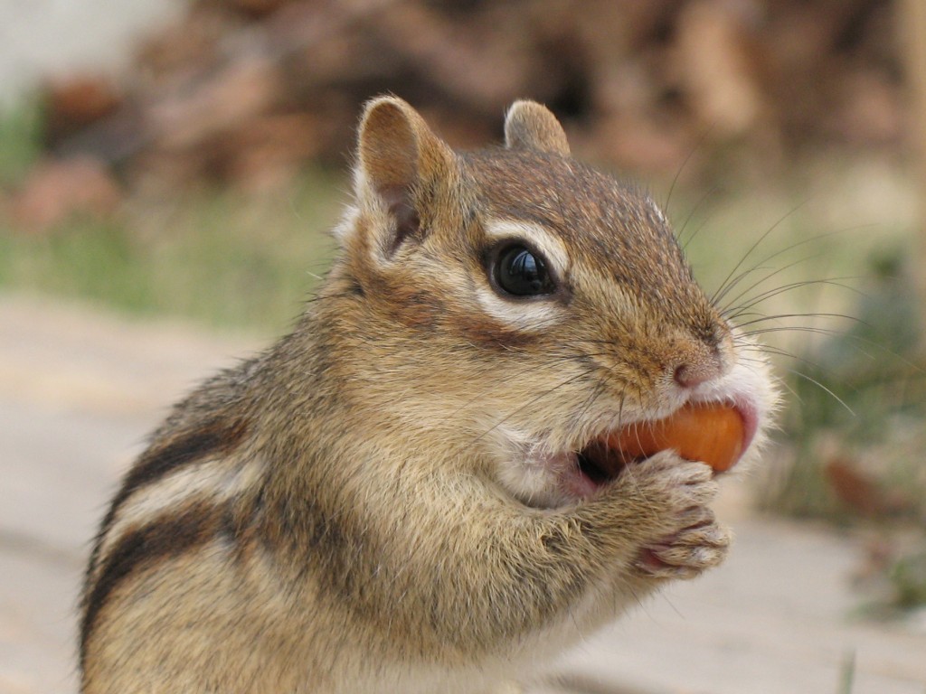 15 Animals that Hibernate During the Winter Kid Activities