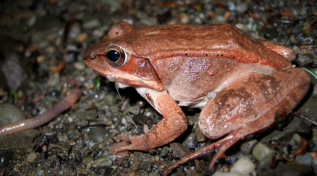 do pet frogs hibernate do pet frogs hibernate