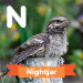 A description of the nightjar.